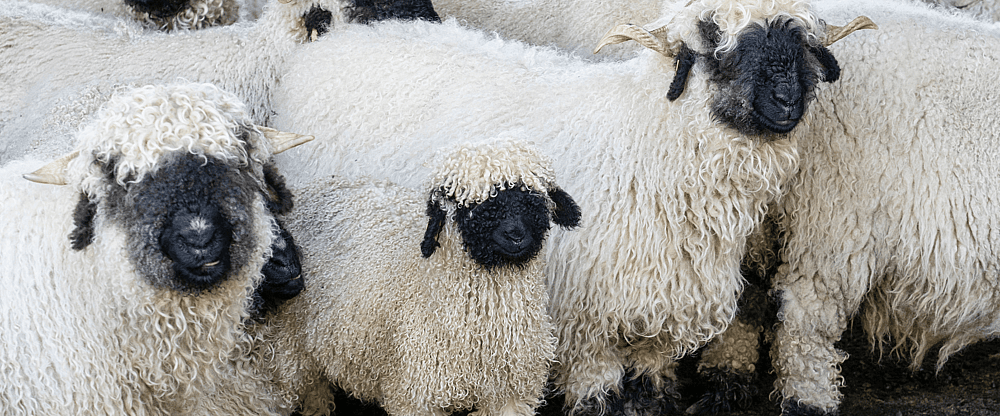 Blacknose sheep.png