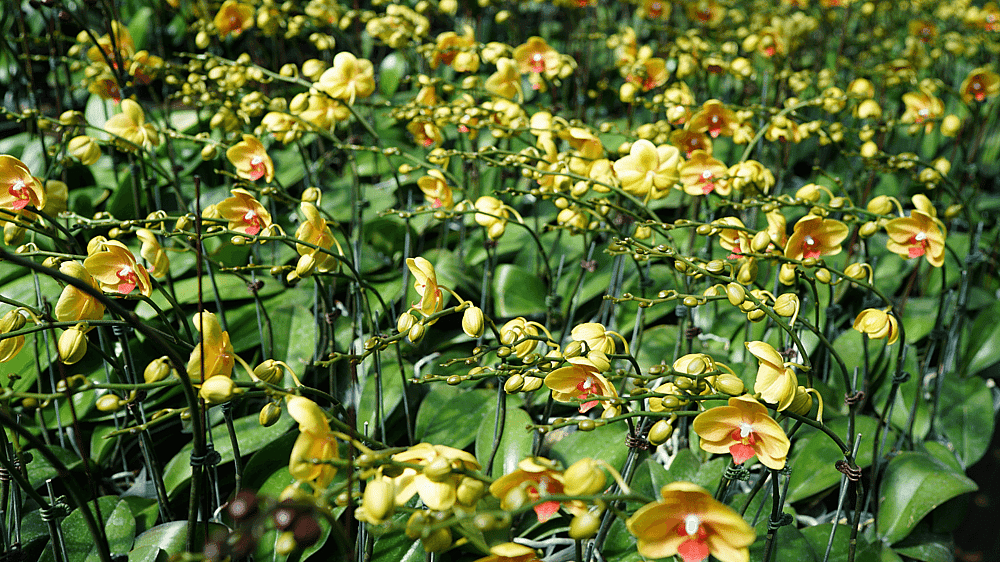 Orchideeën-Farm.png