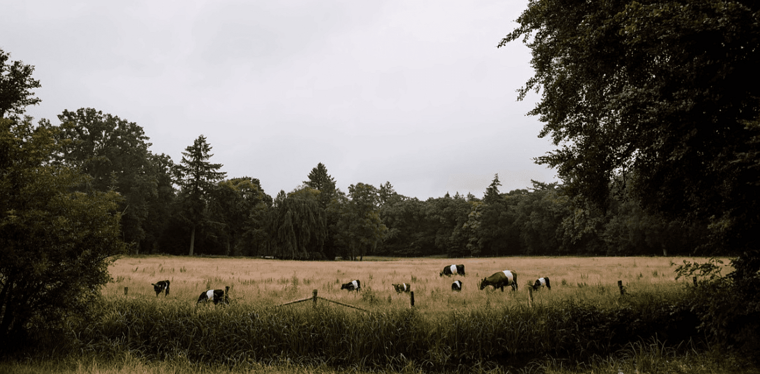 7 Landgoed Groot Warnsborn Crops Header Website.png